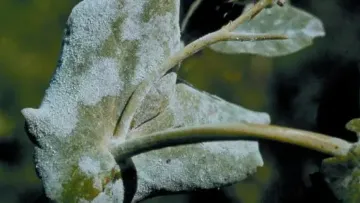 L'oïdium du pois